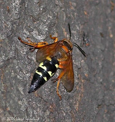 Eastern Cicada Killer (female)