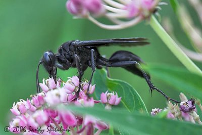 Great Black Wasp