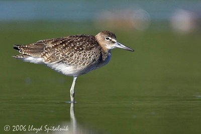 Willet (Eastern juvenile)