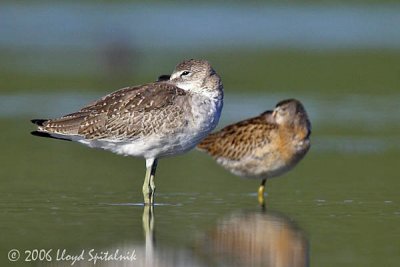 Willet (Eastern juvenile) w/ Short-billed Dowitcher