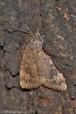 Copper Underwing (Owlet Moth)