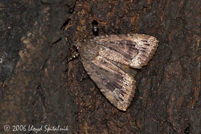 Copper Underwing (Owlet Moth)