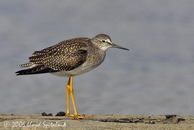 Lesser Yellowlegs (juvenile)