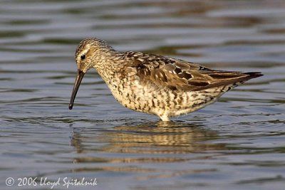 Stilt Sandpiper