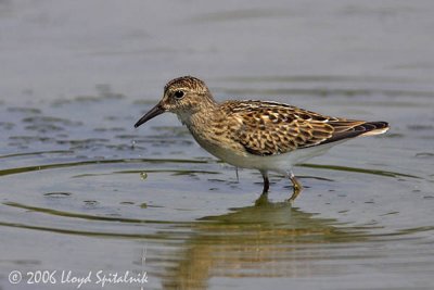 Least Sandpiper
