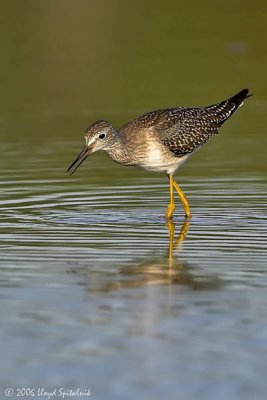 Lesser Yellowlegs