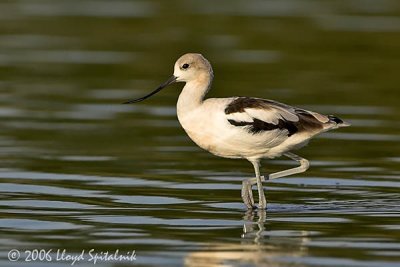 American Avocet