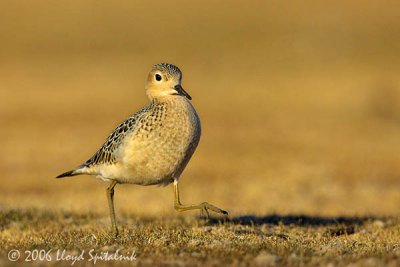 Buff-breasted Sandpiper