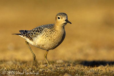 Buff-breasted Sandpiper