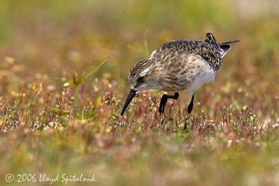 Baird's Sandpiper