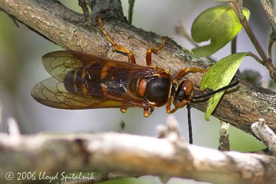  Eastern Cicada Killer