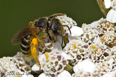 Halictid  (Sweat) Bee