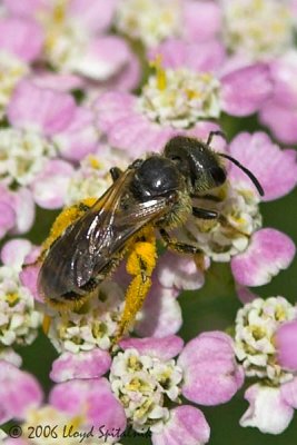 Halictid  (Sweat) Bee