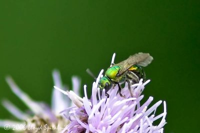 Halictid (Sweat) Bee (female)