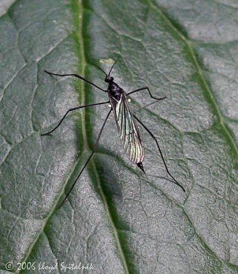 Crane Fly