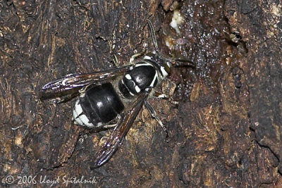 Baldfaced Hornet (female)