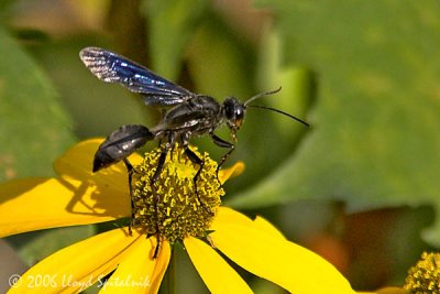 Great Black Wasp (Katydid Hunter)