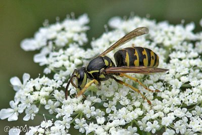 Common Aerial Yellowjacket  (Queen)