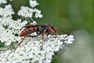 Spider Wasp