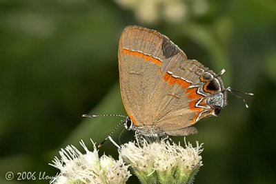 Red-banded Hairstreak