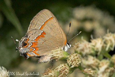 Red-banded Hairstreak