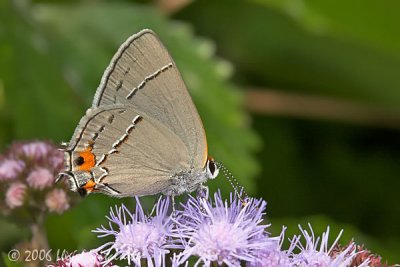 Gray Hairstreak