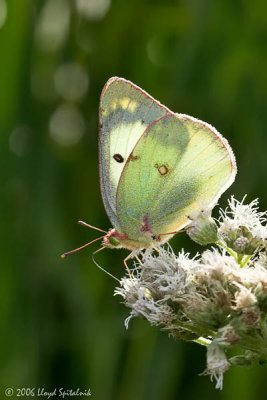 Clouded/Orange Sulphur