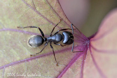 Carpenter Ant  (major worker)