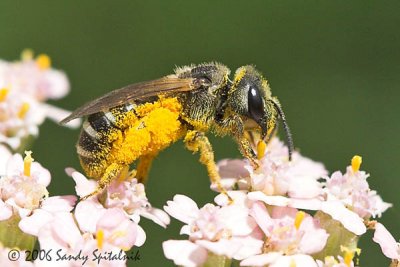 Halictid (Sweat) Bee