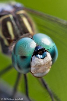 Blue Dasher