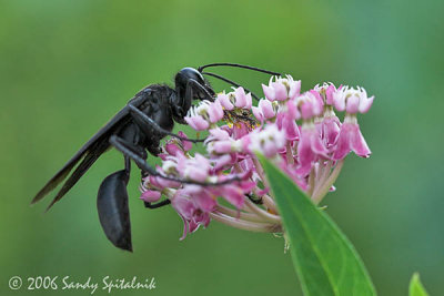 Great Black Wasp