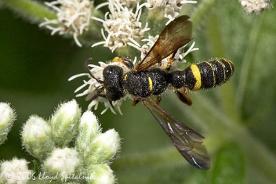 Weevil-wasp