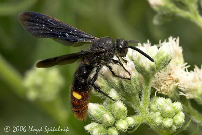 Blue-winged  Wasp