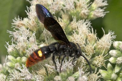 Blue-winged  Wasp