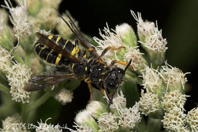 Weevil  Wasps (mating)