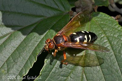 Eastern Cicada Killer