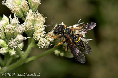 Weevil-wasps (mating)