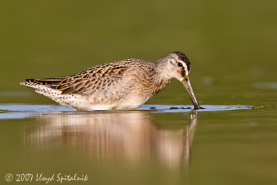 Short-billed Dowitcher (juvenile)