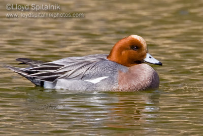 Eurasian Wigeon