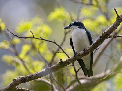 Chabert's vanga  Leptopterus chabert
