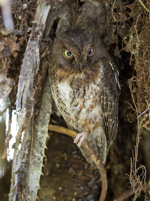 rainforest scops owl  Otus rutilus
