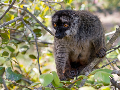 common brown lemur  Eulemur fulvus