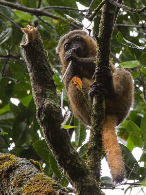 golden bamboo lemur  Hapalemur aureus