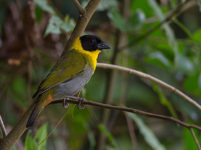 nelicourvi weaver  Ploceus nelicourvi