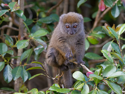 eastern grey bamboo lemur  Hapalemur griseus