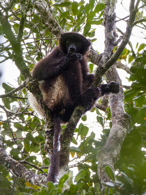 Milne-Edwards' sifaka  Propithecus edwardsi
