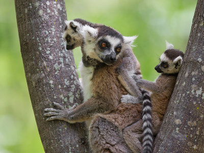 ring-tailed lemur  Lemur catta