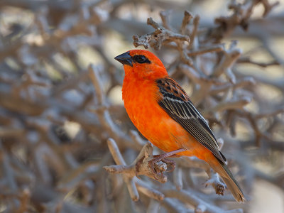 red fody  Foudia madagascariensis 
