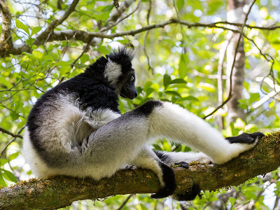 indri  Indri indri