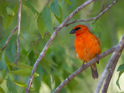 red fody <br> Foudia madagascariensis 